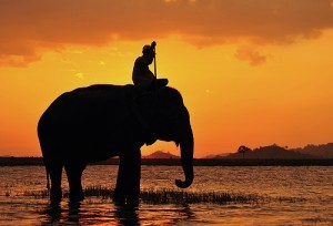 Post image for COMMENTARY: How an Elephant Chose My Daughter’s College: Emotions are Stronger Than Logic 759.4