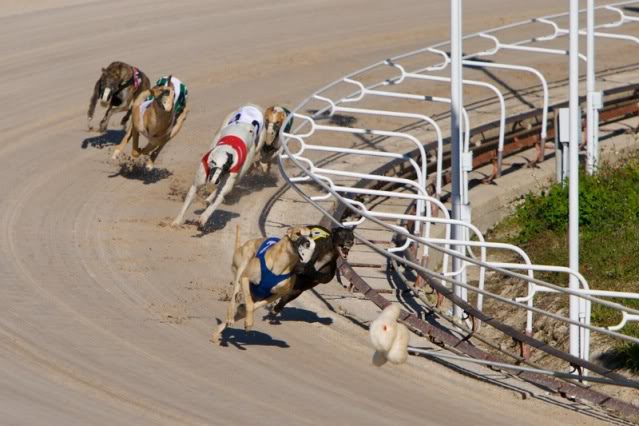 Dog Race Rabbit